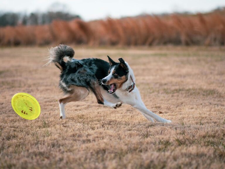 A dog playing fetch with a frisbee
