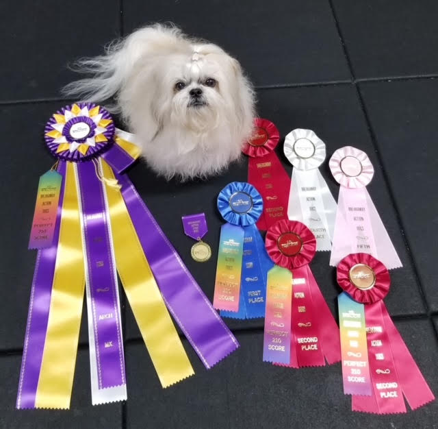 Lucy the dog with her ribbons